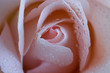 Pink Rose Swirls