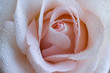 Pink Rose Swirls