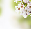 Cherry blossoms