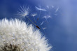Dandelion clock dispersing seed