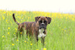 Photo: Wartender Boxer Wartender Boxer
