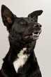 Mischlingshund im Studio