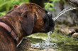 Trinkender Boxer