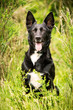 Mischlingshund