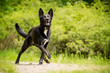 Tanzender Mischlingshund