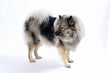 Foto: Wolfsspitz Hund Wolfsspitz Hund