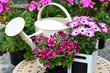 Frühling Garten Pflanzen