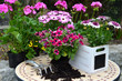Frühling Blumenkasten Erde