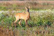 Photo: Roe deer buck Roe deer buck