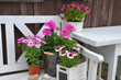 Frühling Pflanzen Shabby