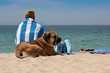 Urlaub mit Hund am Strand