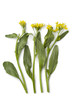 Yu Choi Sum flowers