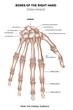 Hand. Bones of the right hand.