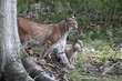 Luchs mit Jungen