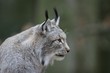 Luchs