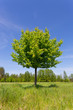 Photo: green tree on meadow green tree on meadow