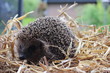Igel (Hedgehog)