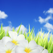 Green grass and white flowers. Square composition.