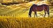 Photo: Horse grazing in sun drenched field Horse grazing in sun drenched field