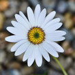 Osteospermum Daisy flower
