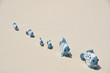 Family of funny fishes on the sandy beach