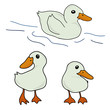 Set of cute duck cartoon (character design)
