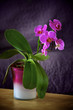 Orchid - Phalaenopsis