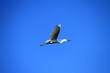 Foto: Egret bird flying Egret bird flying