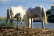 Foto: White horses eating, Camargue, France White horses eating, Camargue, France