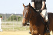 Equitation