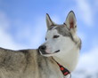 Photo: Siberian husky dog turning head back Siberian husky dog turning head back