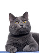 British shorthair cute cat sitting on wooden plank