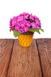Primrose on a wooden table.