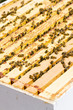 Beekeeping