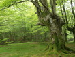 bosque