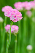 Foto: little pink flower little pink flower