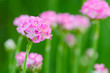 Foto: little pink flower little pink flower