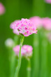 Foto: little pink flower little pink flower