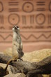 Suricate