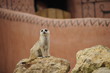 Suricate