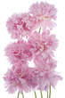 peony
