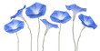 morning glory