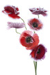 poppy