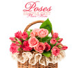 pink roses