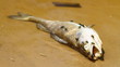Dead fish in the river