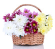 Bouquet of beautiful chrysanthemums in wicker basket isolated