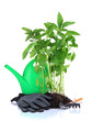 Pepper seedlings with garden tools isolated on white
