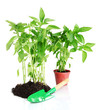 Pepper seedlings with garden tools isolated on white