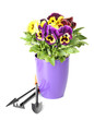 Beautiful pansies flowers isolated on a white