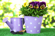 Beautiful pansies flowers on grass on bright background